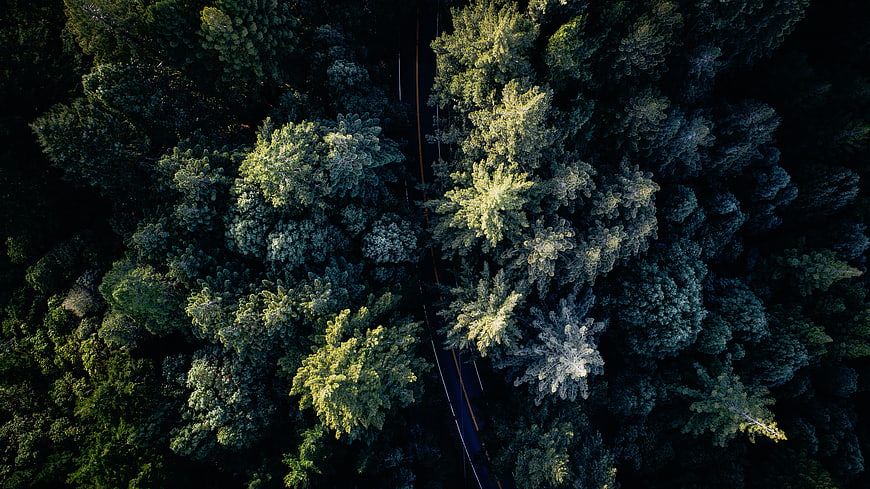 Aerial View of Winding Road Through Dense Green Forest