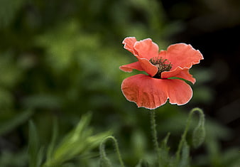 Red Poppy Flower in Focus with Green Blurred Background