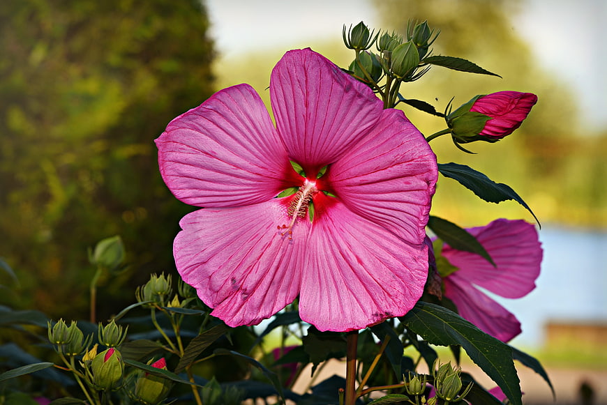 Vibrant Pink Hollyhock Flower Close-Up In Garden
