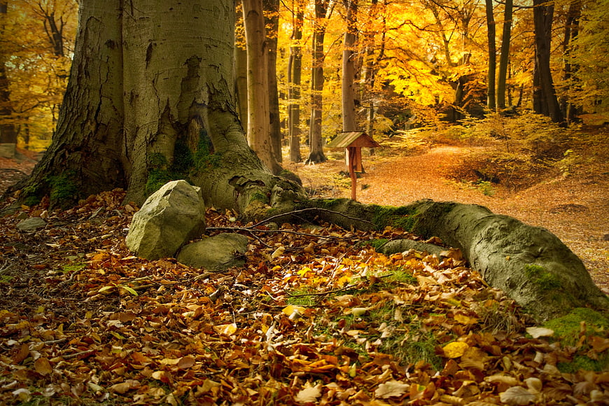 Autumn Beech Forest with Golden Leaves and Mossy Roots