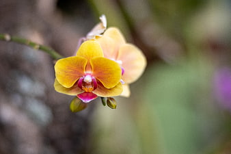 Close-up of Yellow and Pink Phalaenopsis Orchid