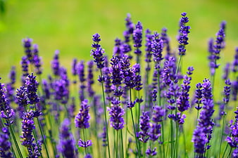 Vibrant purple lavender flowers in a sunny summer field
