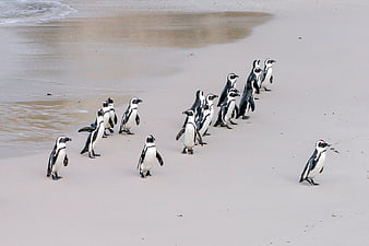African penguins walking in a line on sandy beach