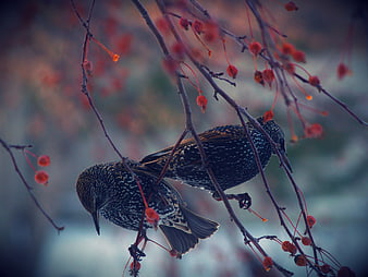 Two Starlings Perched on Branch with Red Berries
