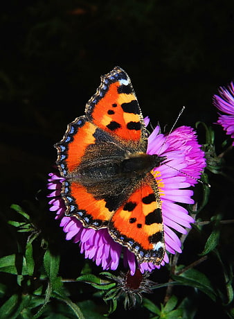 Small Tortoiseshell Butterfly on Purple Aster Flower
