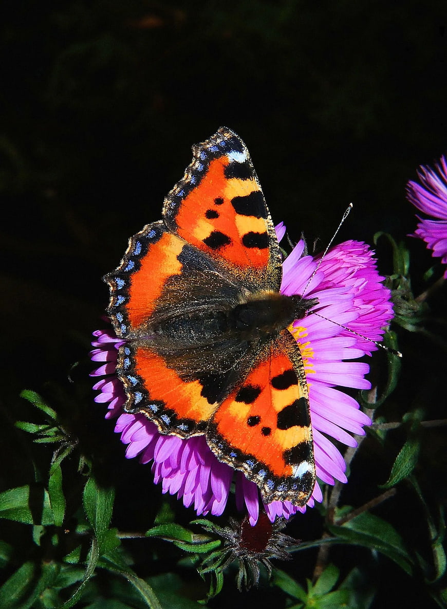 Small Tortoiseshell Butterfly on Purple Aster Flower