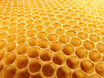 Close-up of golden honeycomb cells with shallow depth of field