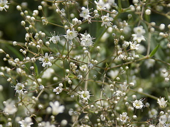 Close-up of delicate white baby's breath flowers in summer