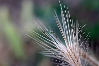 Green Insect on Wheat Stalk Macro Photography