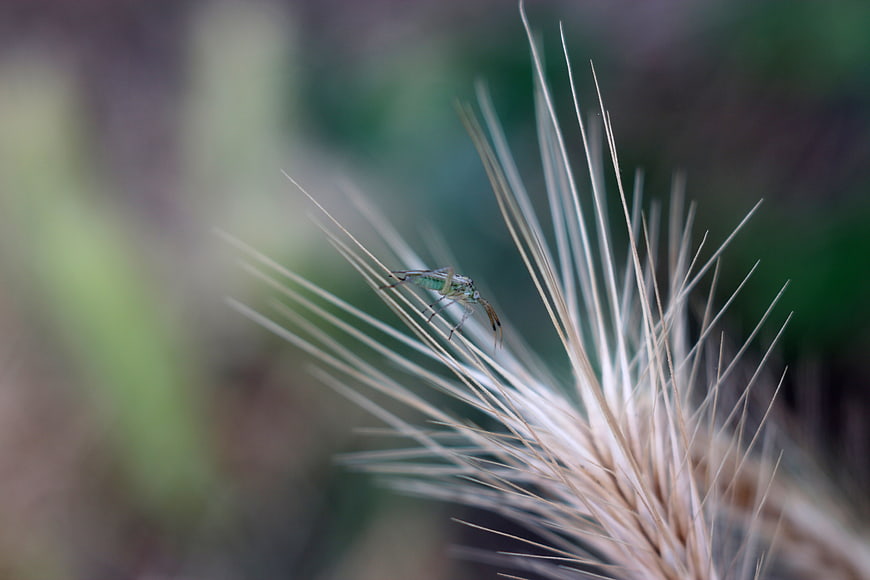 Green Insect on Wheat Stalk Macro Photography