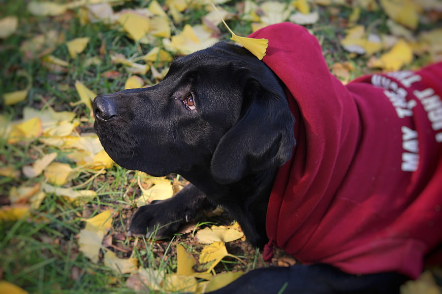 Black Labrador in Red Hoodie on Autumn Leaves