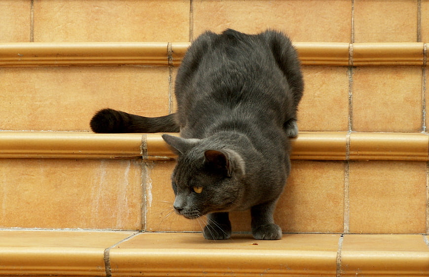 Gray cat walking down yellow tiled stairs