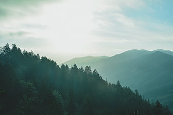 Misty Mountain Forest Landscape with Soft Morning Light