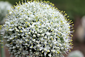 Close-up of white allium flower with yellow stamens