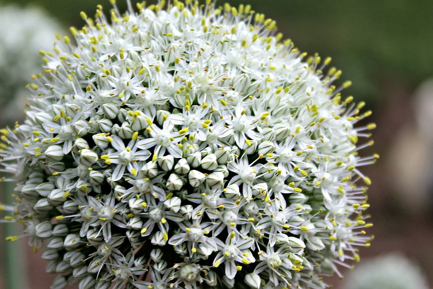 Close-up of white allium flower with yellow stamens