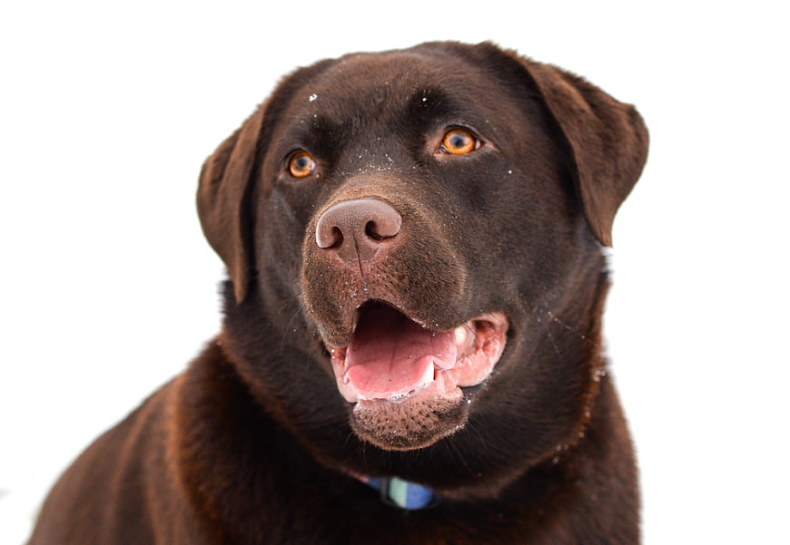 Happy Chocolate Labrador Retriever Portrait on White Background