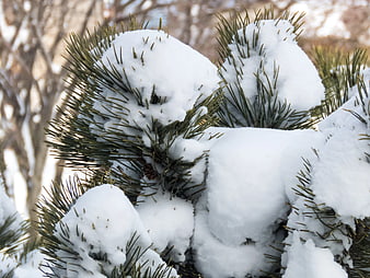 Close-up of Snow-Covered Pine Branches in Winter