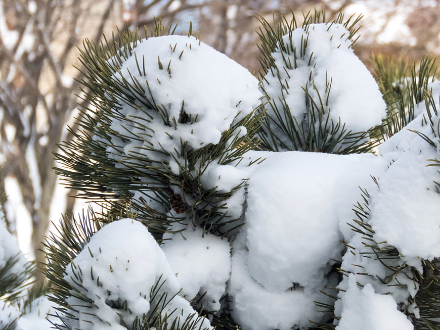 Close-up of Snow-Covered Pine Branches in Winter