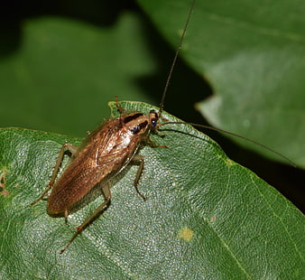 Close-up of a German Cockroach on a Green Leaf