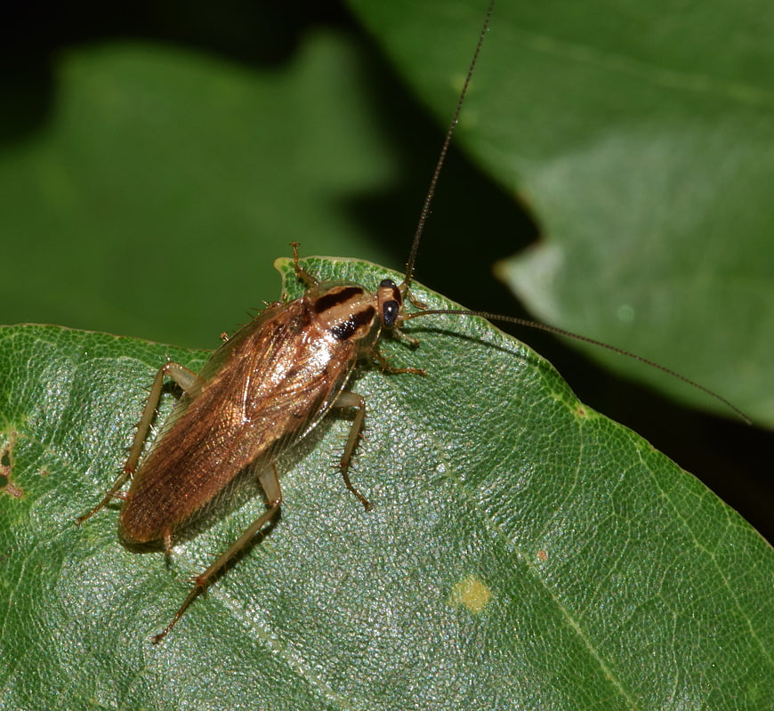 Close-up of a German Cockroach on a Green Leaf