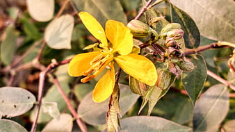 Close-up of vibrant yellow flower with green buds and leaves