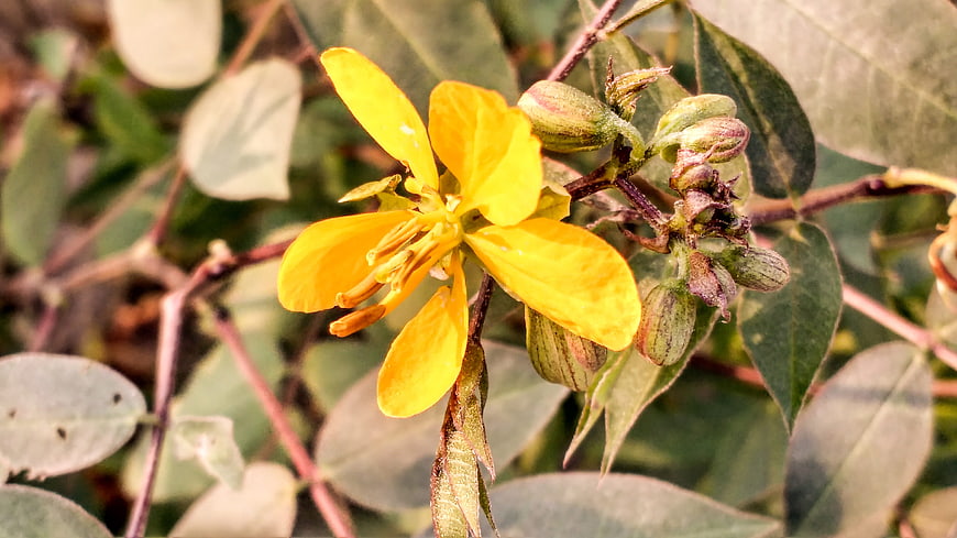 Close-up of vibrant yellow flower with green buds and leaves