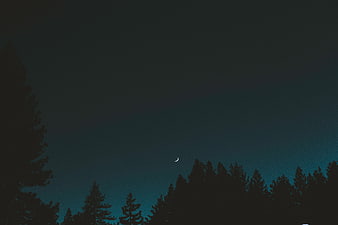 Crescent Moon Over Dark Forest Silhouette at Night