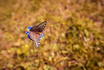 Brown butterfly on blue flower with blurred nature background