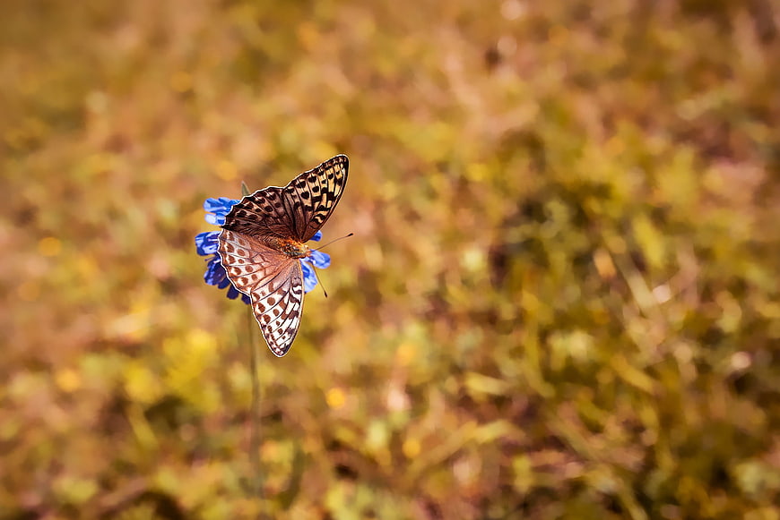 Brown butterfly on blue flower with blurred nature background