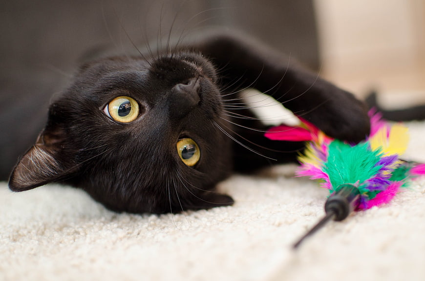 Black Cat Lying On Carpet With Colorful Feather Toy