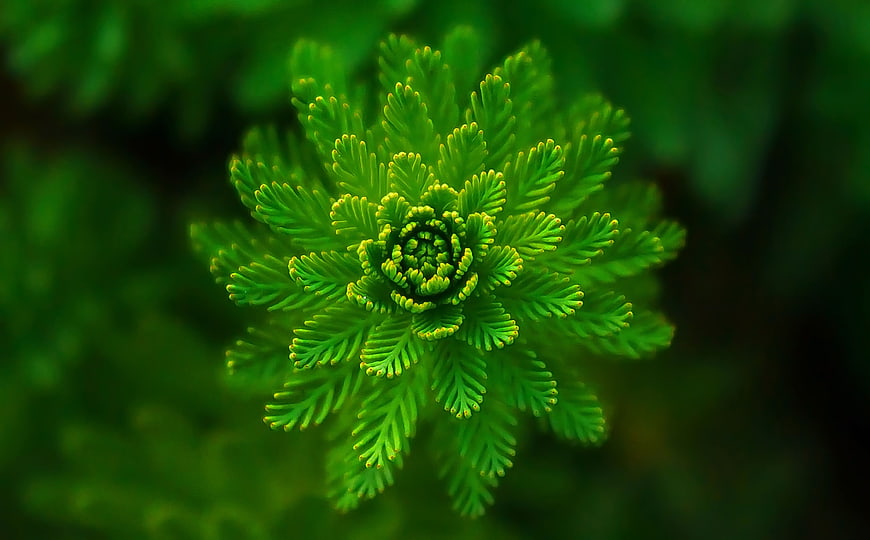 Close-up of Green Fern Spiral with Blurred Background