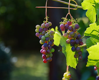 Ripening red and green grapes hanging on vine