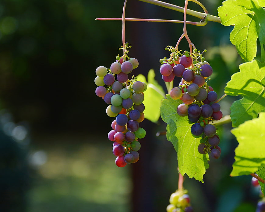 Ripening red and green grapes hanging on vine