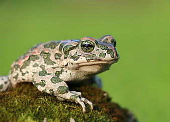 Close-up of a spotted toad resting on a mossy rock