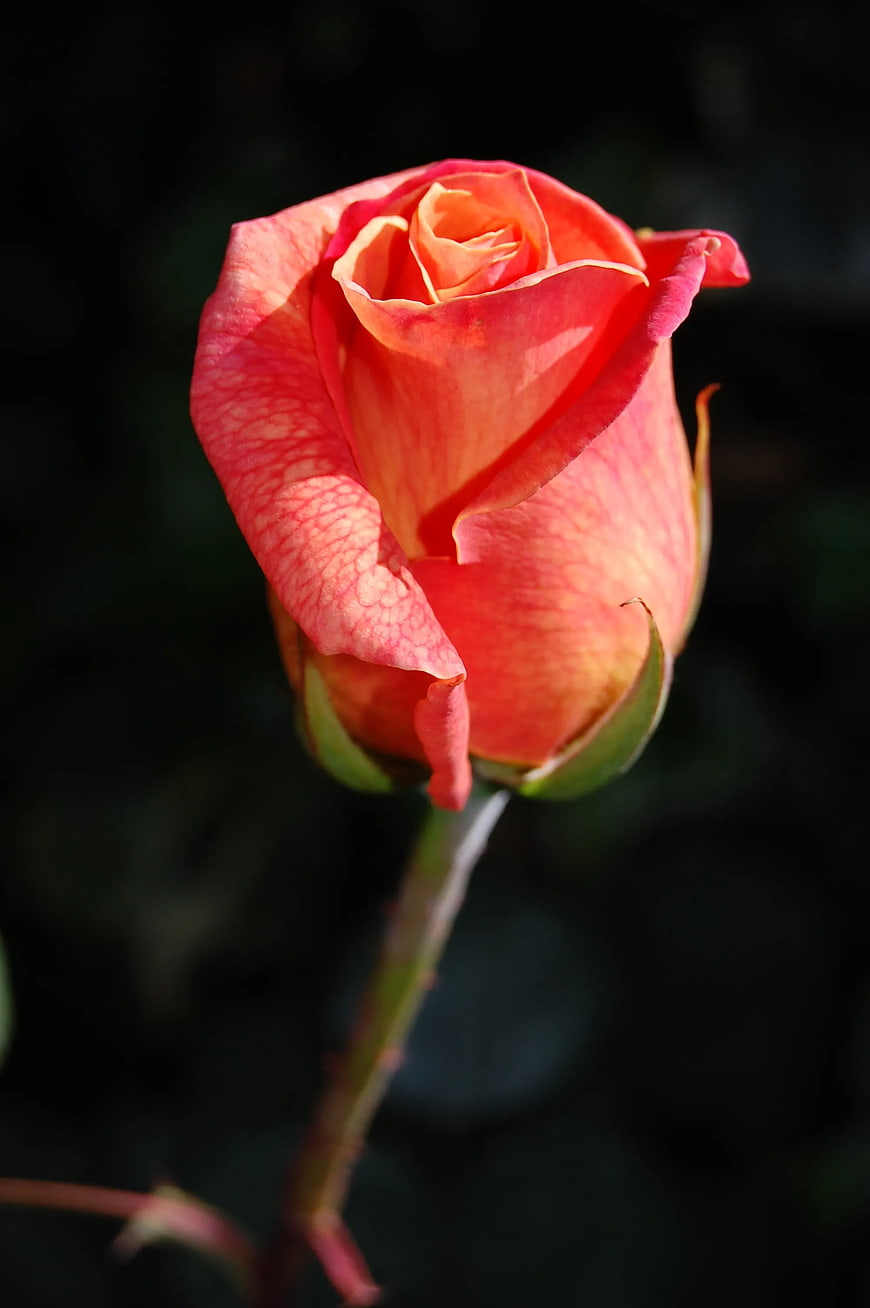 Close-up of a vibrant pink rose bud against a dark background