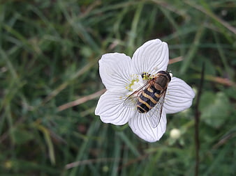 Hoverfly on White Meadow Flower with Green Grass Background