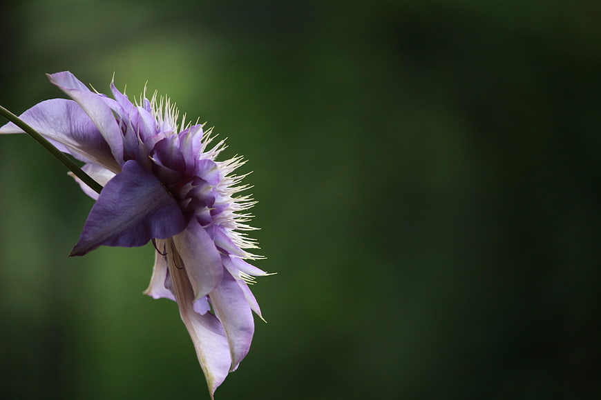 Purple clematis flower with white stamens on green background