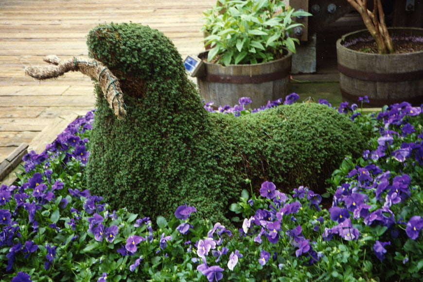 Green Topiary Seal Sculpture Surrounded by Purple Flowers
