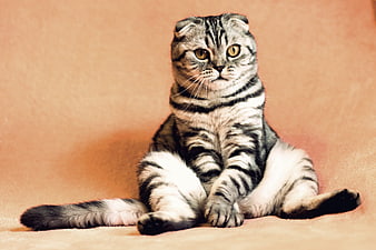 Cute Scottish Fold Cat Sitting on Peach Background