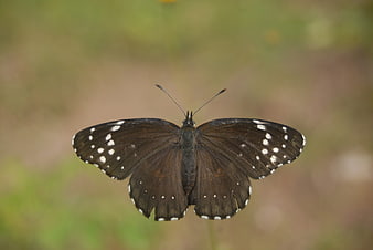 Close-up of a dark butterfly with white spots on wings
