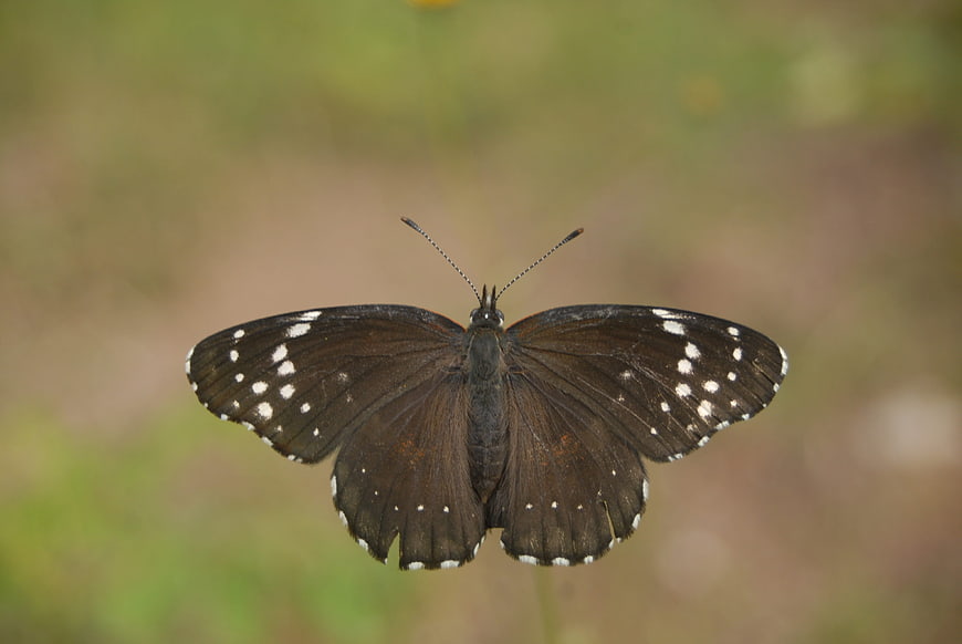 Close-up of a dark butterfly with white spots on wings