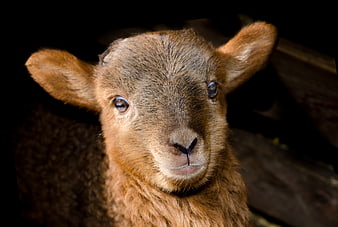 Close-up portrait of a cute brown lamb looking at camera