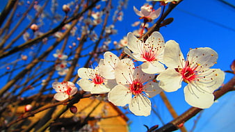 White cherry blossoms against a vibrant blue sky