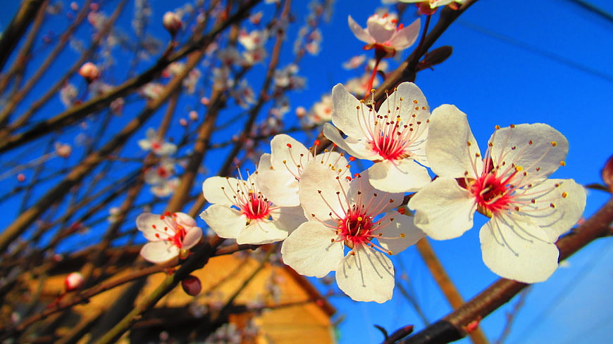 White cherry blossoms against a vibrant blue sky