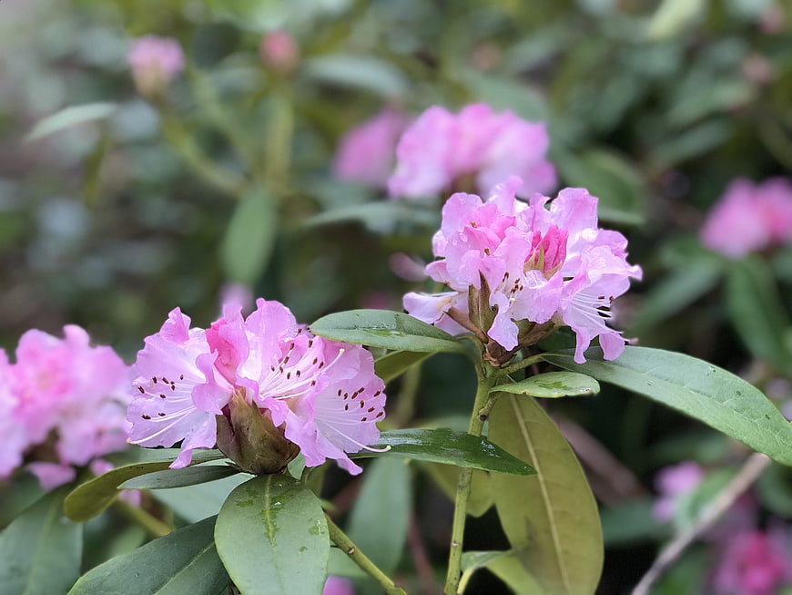Pink Rhododendron Flowers with Raindrops in Garden
