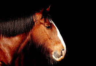 Profile Portrait of Brown Horse Head on Black Background