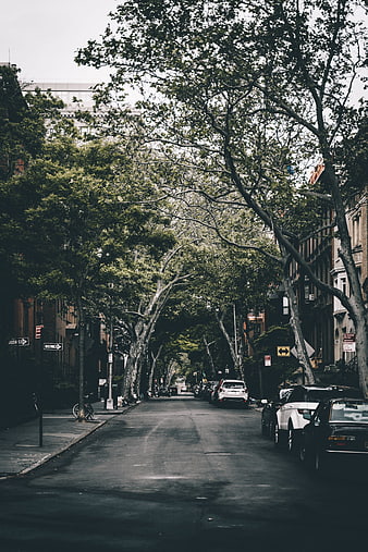 Quiet tree-lined urban street with parked cars and brick buildings