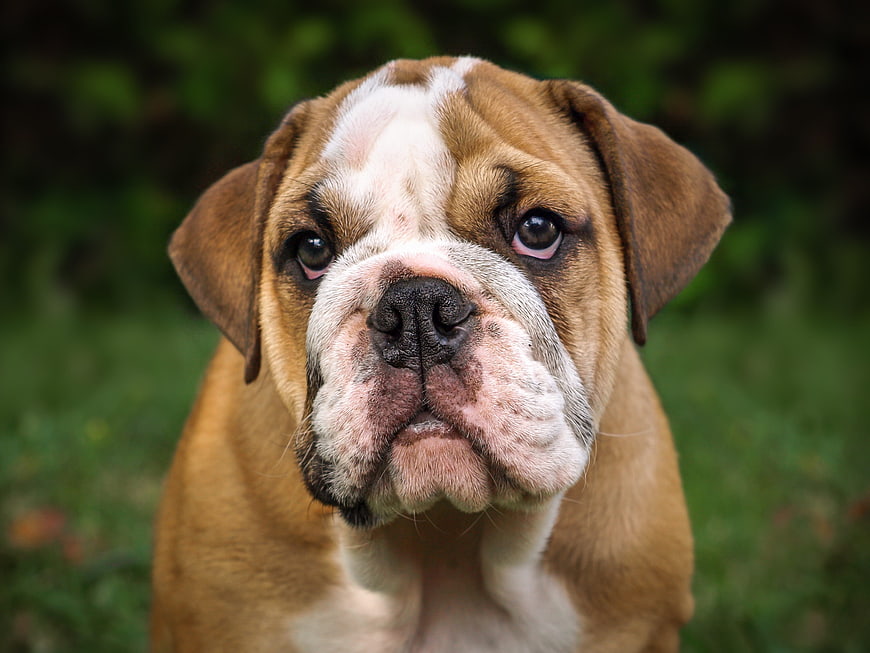 Close-up portrait of a cute English Bulldog puppy