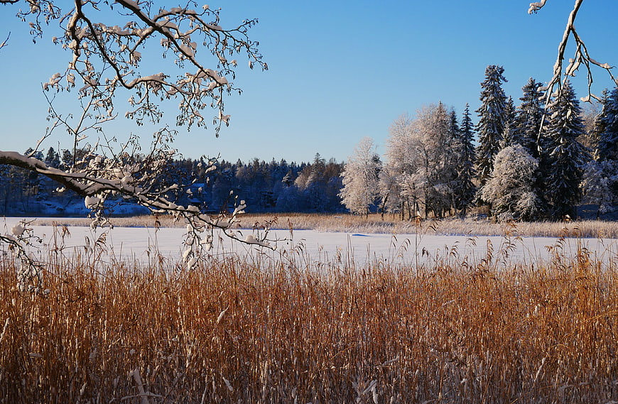 Serene Winter Landscape with Snowy Trees and Frozen Lake