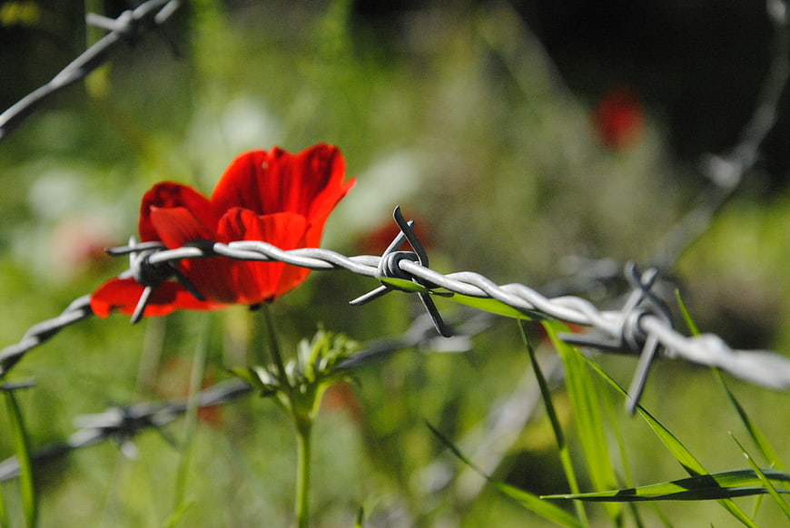 Red Poppy Flower Behind Barbed Wire Fence in Green Field